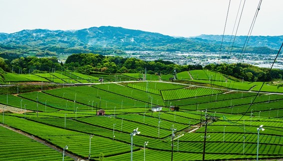 【福岡県八女市様】実証実験により、商用電源が確保できない環境下でも安定的なLPWA通信が可能であることなどを確認